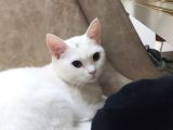 Pamuk Sahibini Bekliyor