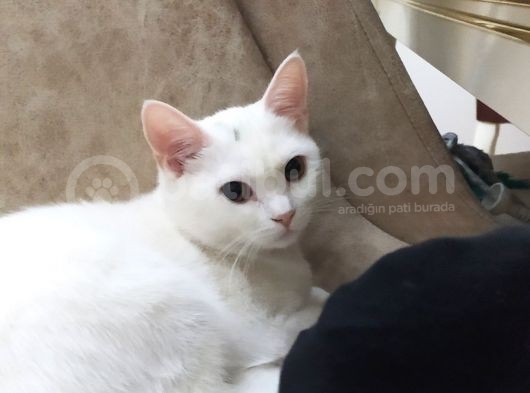 Pamuk Sahibini Bekliyor görsel