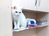 Pamuk Sahibini Bekliyor