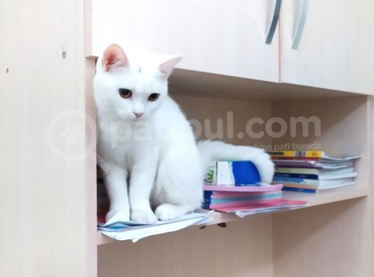 Pamuk Sahibini Bekliyor görsel