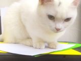 Pamuk Sahibini Bekliyor