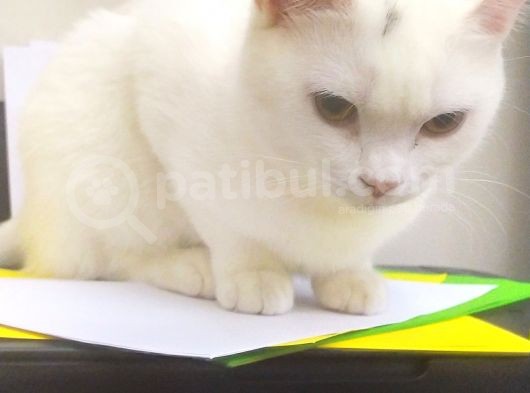 Pamuk Sahibini Bekliyor