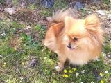Zwergspitz Pomeranian Spitz Erkek