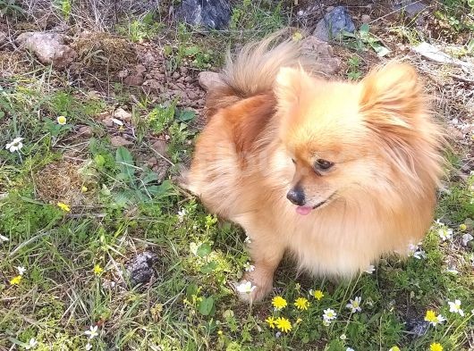 Zwergspitz Pomeranian Spitz Erkek görsel