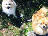 Zwergspitz Pomeranian Spitz Erkek