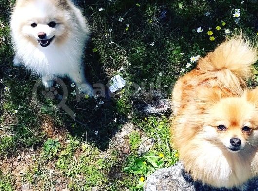 Zwergspitz Pomeranian Spitz Erkek görsel