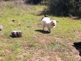 Zwergspitz Pomeranian Spitz Erkek