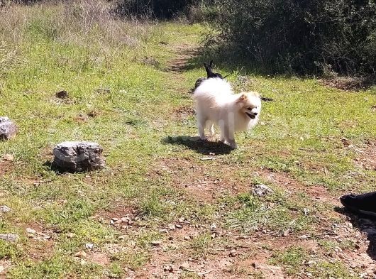 Zwergspitz Pomeranian Spitz Erkek görsel
