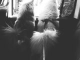Zwergspitz Pomeranian Spitz Erkek