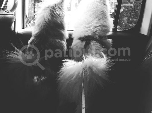 Zwergspitz Pomeranian Spitz Erkek görsel