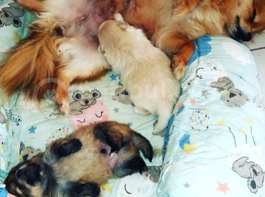 Zwergspitz Pomeranian Spitz Erkek görsel