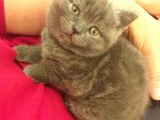 7 Haftalık British Shorthair