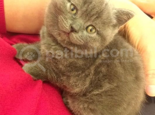 7 Haftalık British Shorthair
