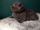 British Shorthair Gri (Erkek)