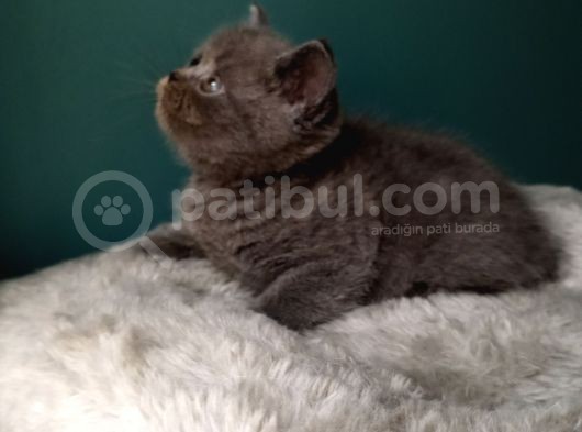 British Shorthair Gri (Erkek)