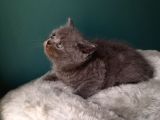 British Shorthair Gri (Erkek)