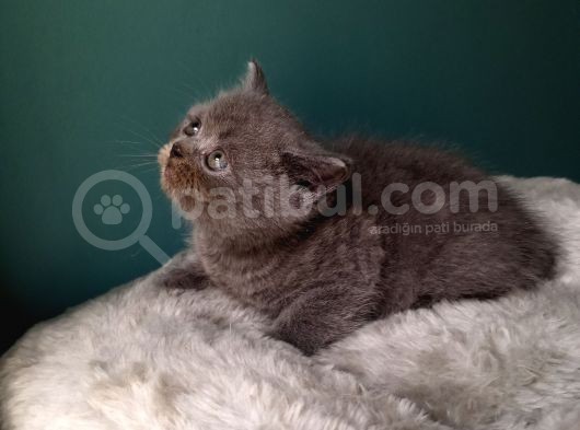 British Shorthair Gri (Erkek) görsel