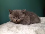 British Shorthair Gri (Erkek)