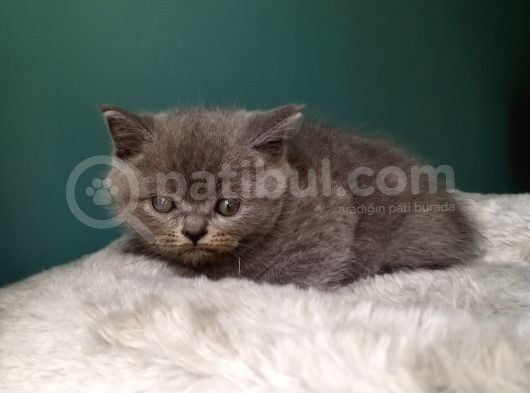 British Shorthair Gri (Erkek) görsel