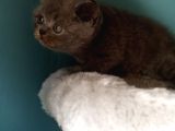 British Shorthair Gri (Erkek)