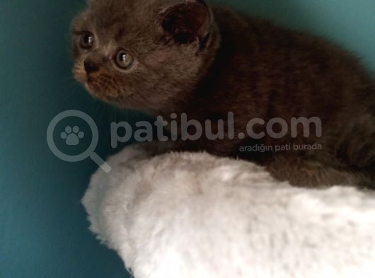 British Shorthair Gri (Erkek) görsel