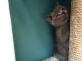 British Shorthair Gri (Erkek)