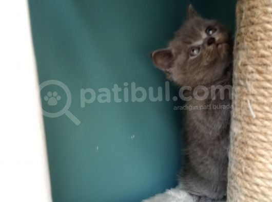 British Shorthair Gri (Erkek) görsel