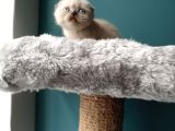 Scottish Fold Blue Point (Mavi Gözlü)