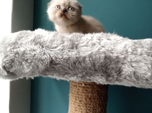 Scottish Fold Blue Point (Mavi Gözlü) görsel