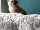 Scottish Fold Blue Point (Mavi Gözlü)
