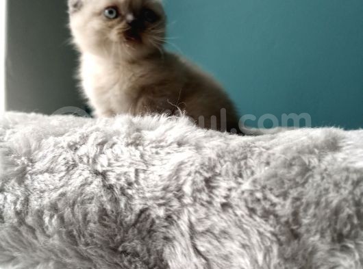Scottish Fold Blue Point (Mavi Gözlü) görsel