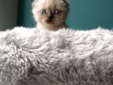 Scottish Fold Blue Point (Mavi Gözlü)