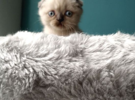 Scottish Fold Blue Point (Mavi Gözlü) görsel