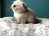 Scottish Fold Blue Point (Mavi Gözlü)