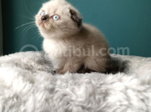 Scottish Fold Blue Point (Mavi Gözlü)