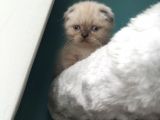 Scottish Fold Blue Point (Mavi Gözlü)