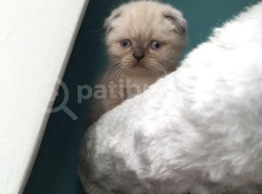 Scottish Fold Blue Point (Mavi Gözlü) görsel