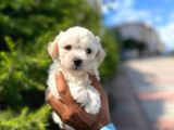 Yakışıklı Maltipoo