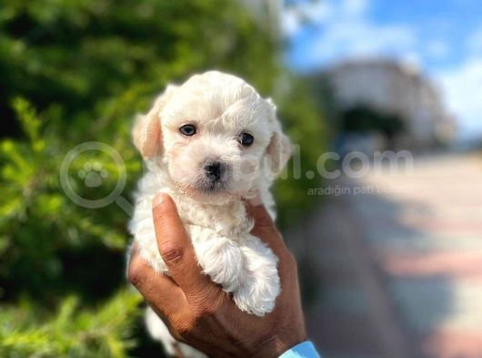 Yakışıklı Maltipoo görsel