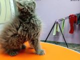 British Longhair Gri