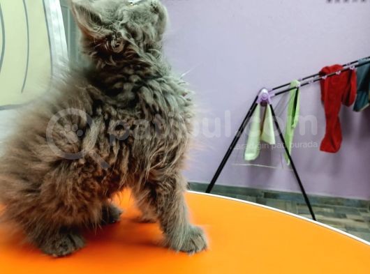 British Longhair Gri görsel