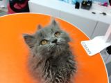 British Longhair Gri