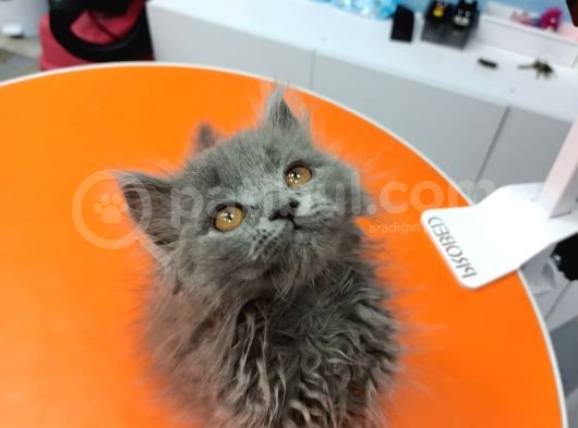 British Longhair Gri