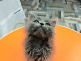 British Longhair Gri