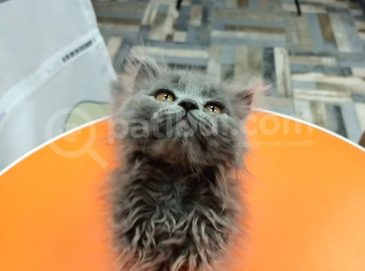 British Longhair Gri görsel