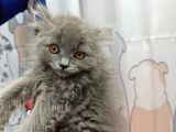 British Longhair Gri