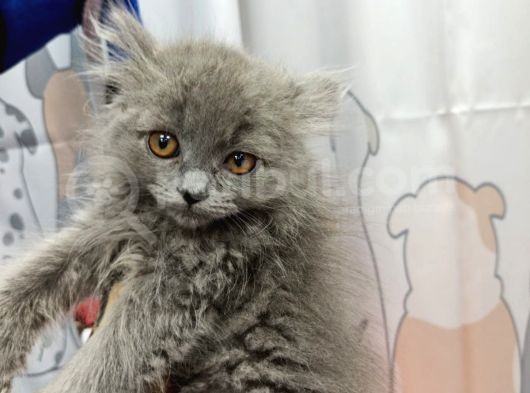 British Longhair Gri görsel