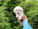 Yavru Maltipoo