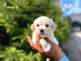 Yakışıklı Maltipoo