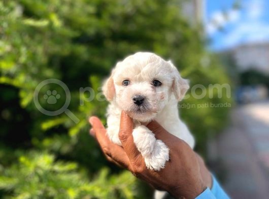 Yakışıklı Maltipoo görsel